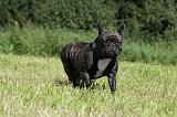 BOULEDOGUE FRANCAIS 089